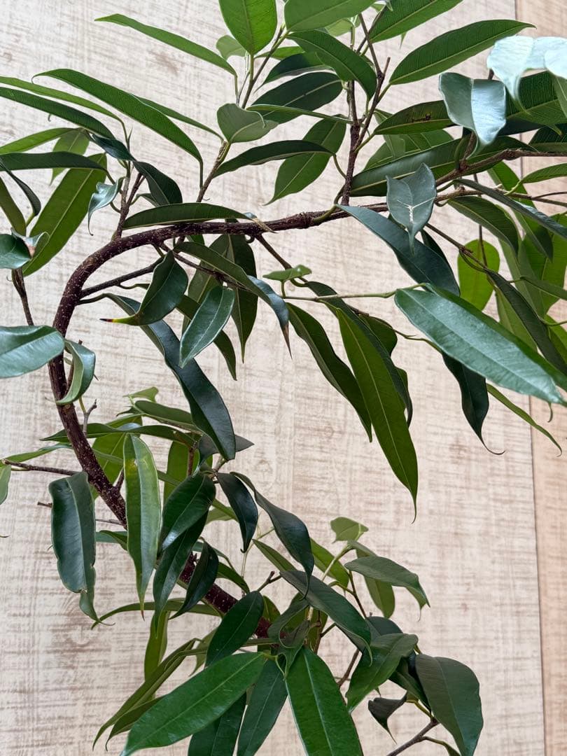 ☆フィカス アムステルダムキング♪ 曲がり仕立て 112cm♪