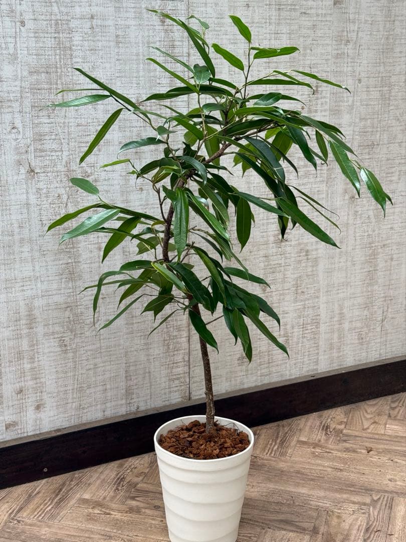 ☆フィカス アムステルダムキング♪ 曲がり仕立て 112cm♪