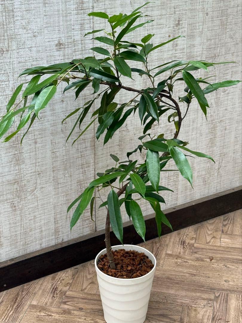 ☆フィカス アムステルダムキング♪ 曲がり仕立て 112cm♪