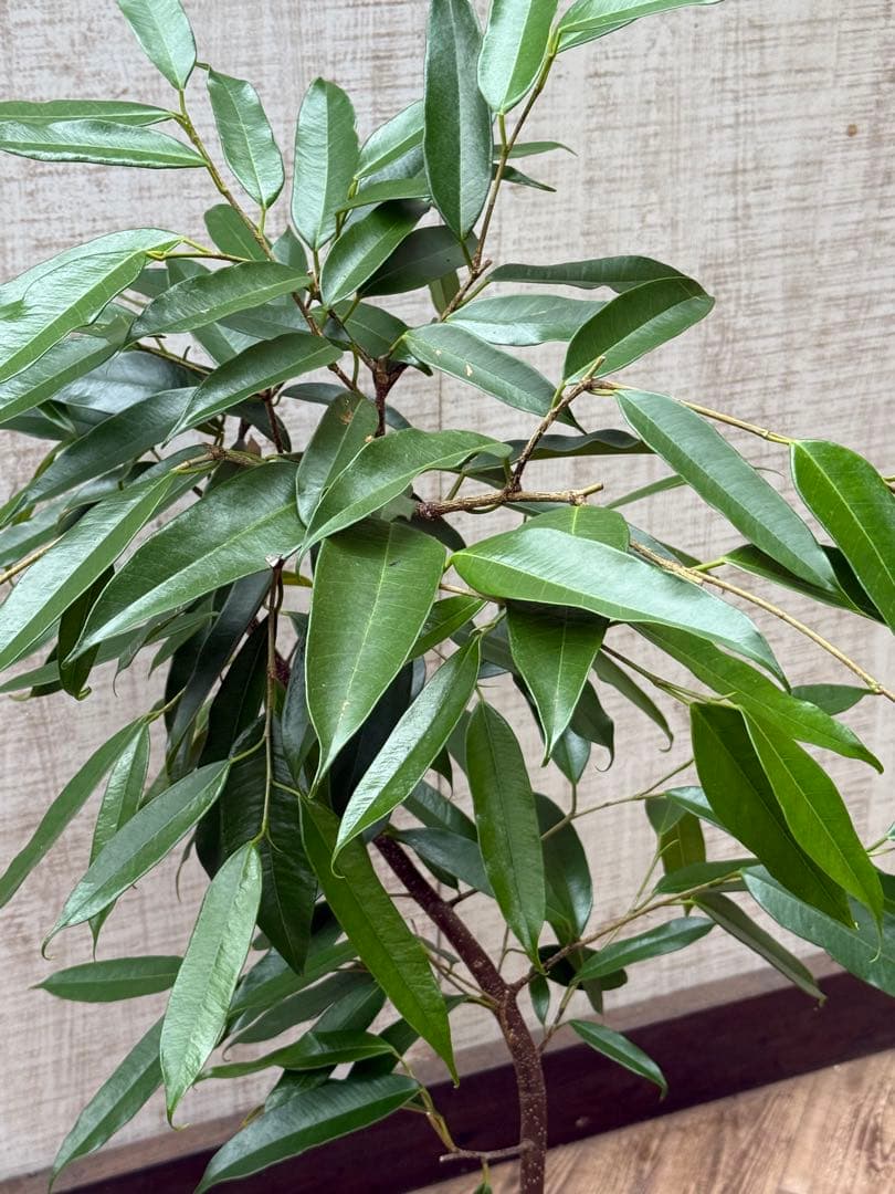 ☆フィカス アムステルダムキング♪ 曲がり仕立て 112cm♪