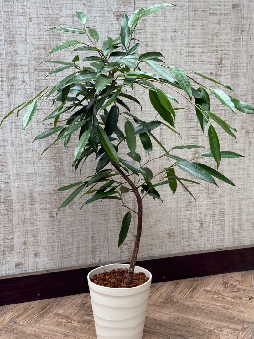 ☆フィカス アムステルダムキング♪ 曲がり仕立て 112cm♪