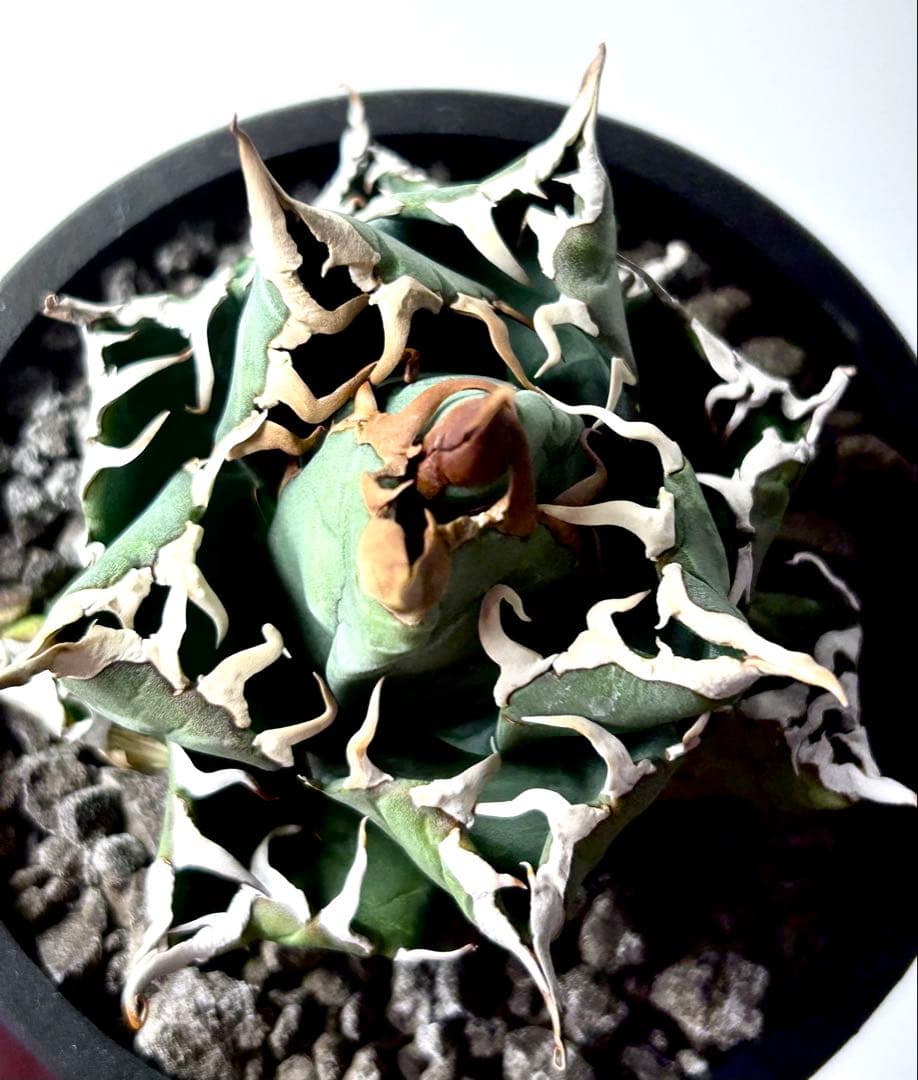 コレクター品】アガベ チタノタ 魔丸 子株付き