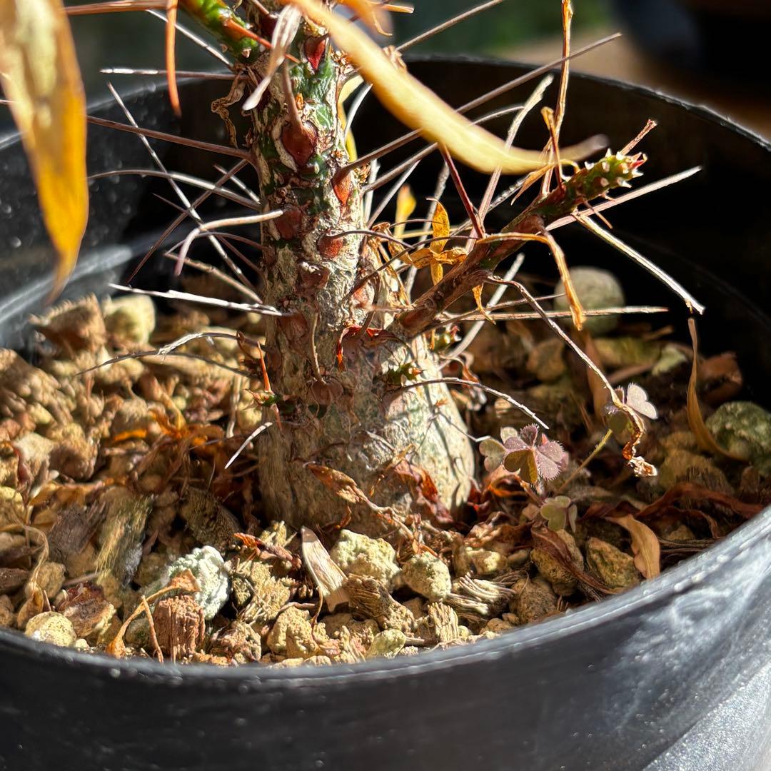 短期間限定大幅値下げ！充実株 国内実生 フォークイエリア プルプシー 塊根