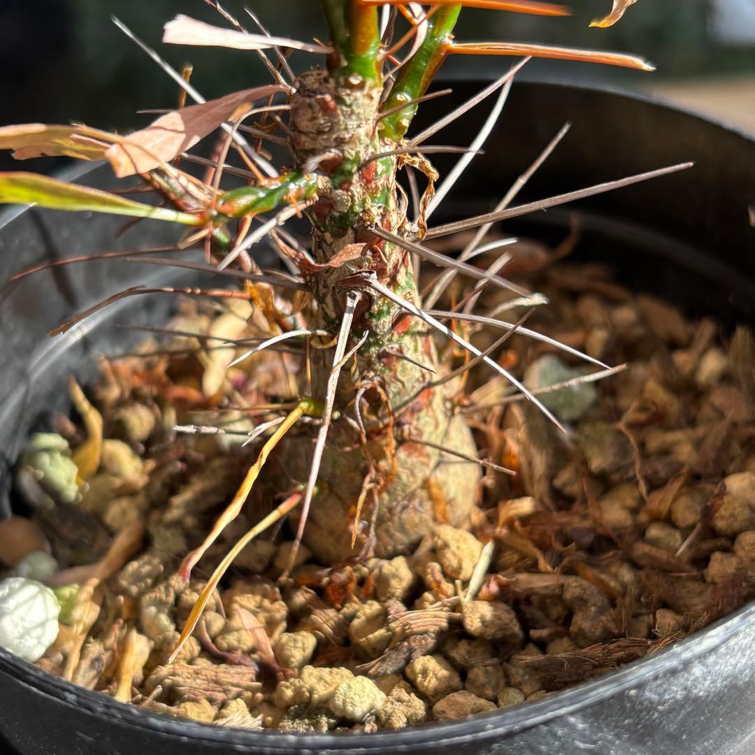 短期間限定大幅値下げ！充実株 国内実生 フォークイエリア プルプシー 塊根