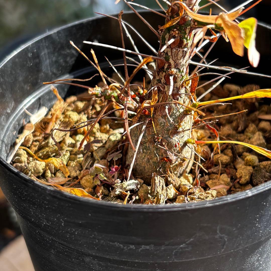 短期間限定大幅値下げ！充実株 国内実生 フォークイエリア プルプシー 塊根