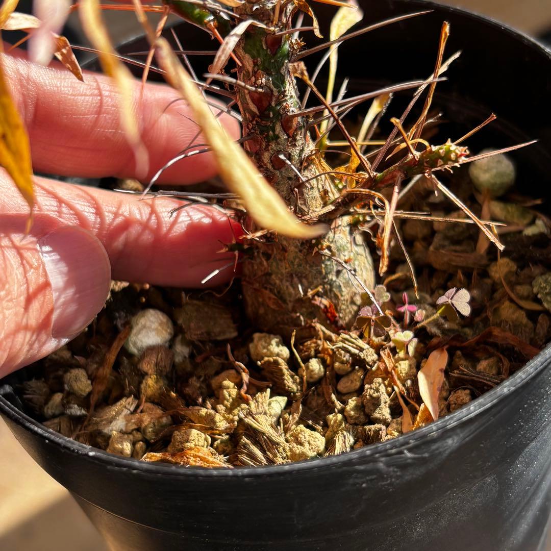 短期間限定大幅値下げ！充実株 国内実生 フォークイエリア プルプシー 塊根