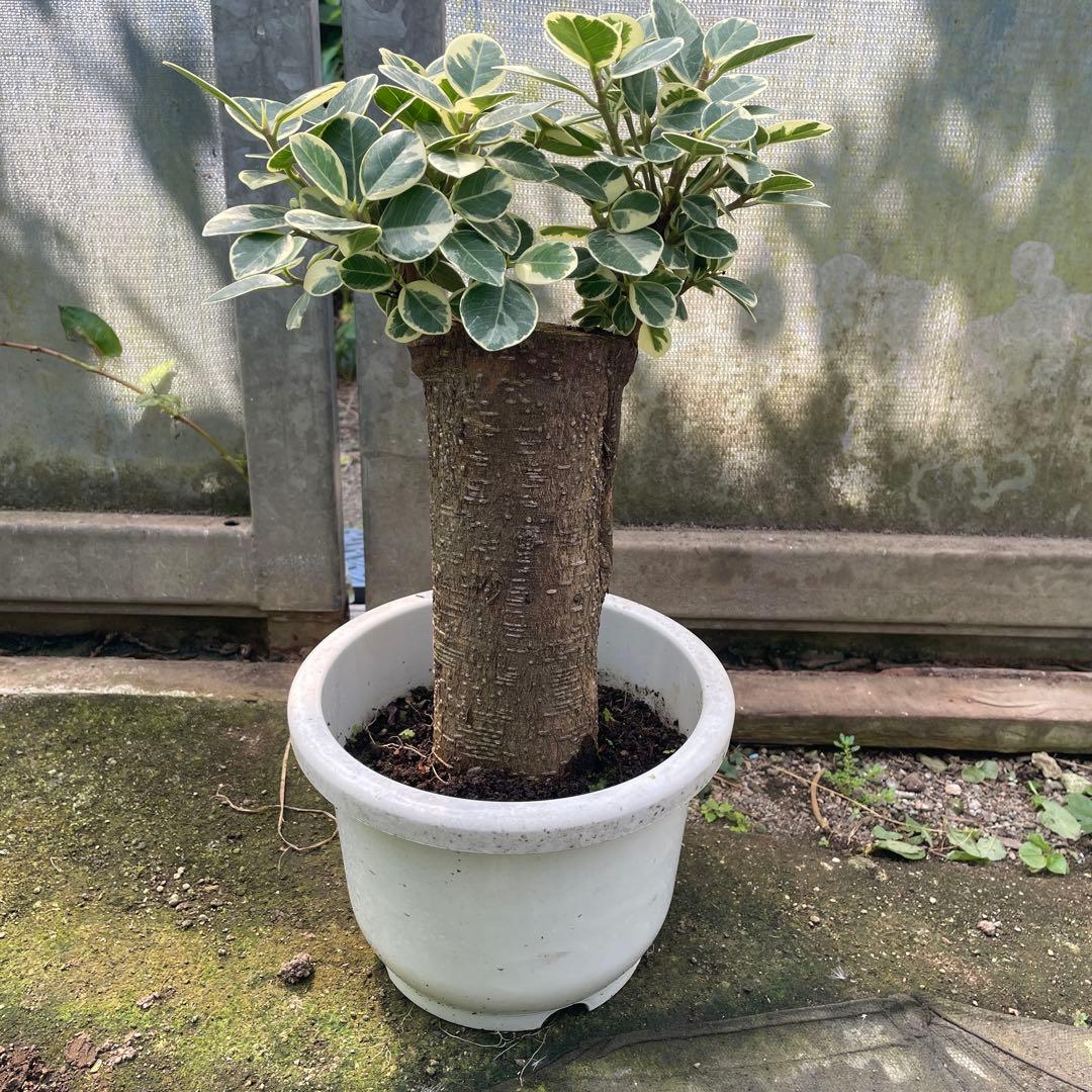 パンダガジュマル　斑入り　希少　７号　リン鉢