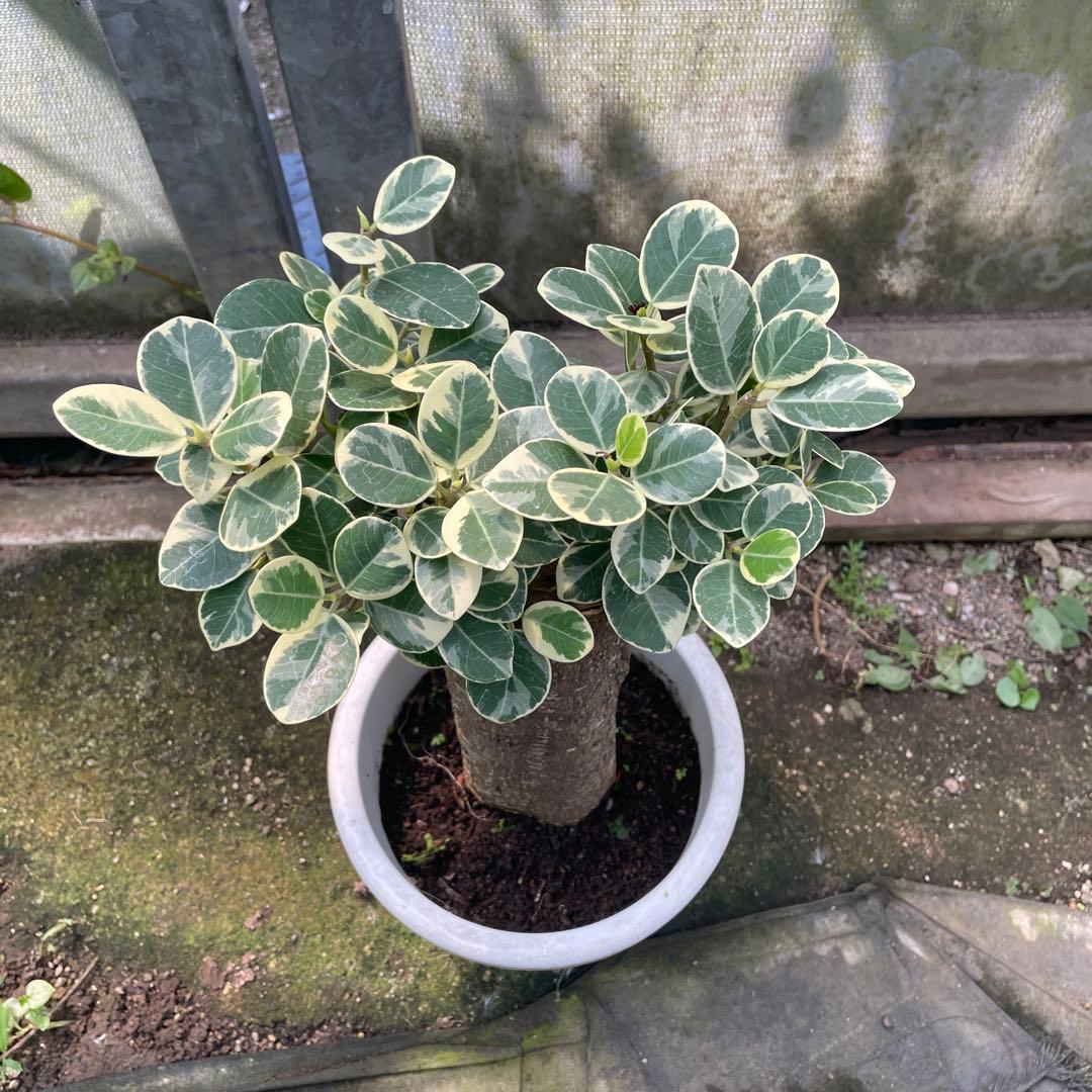 パンダガジュマル　斑入り　希少　７号　リン鉢