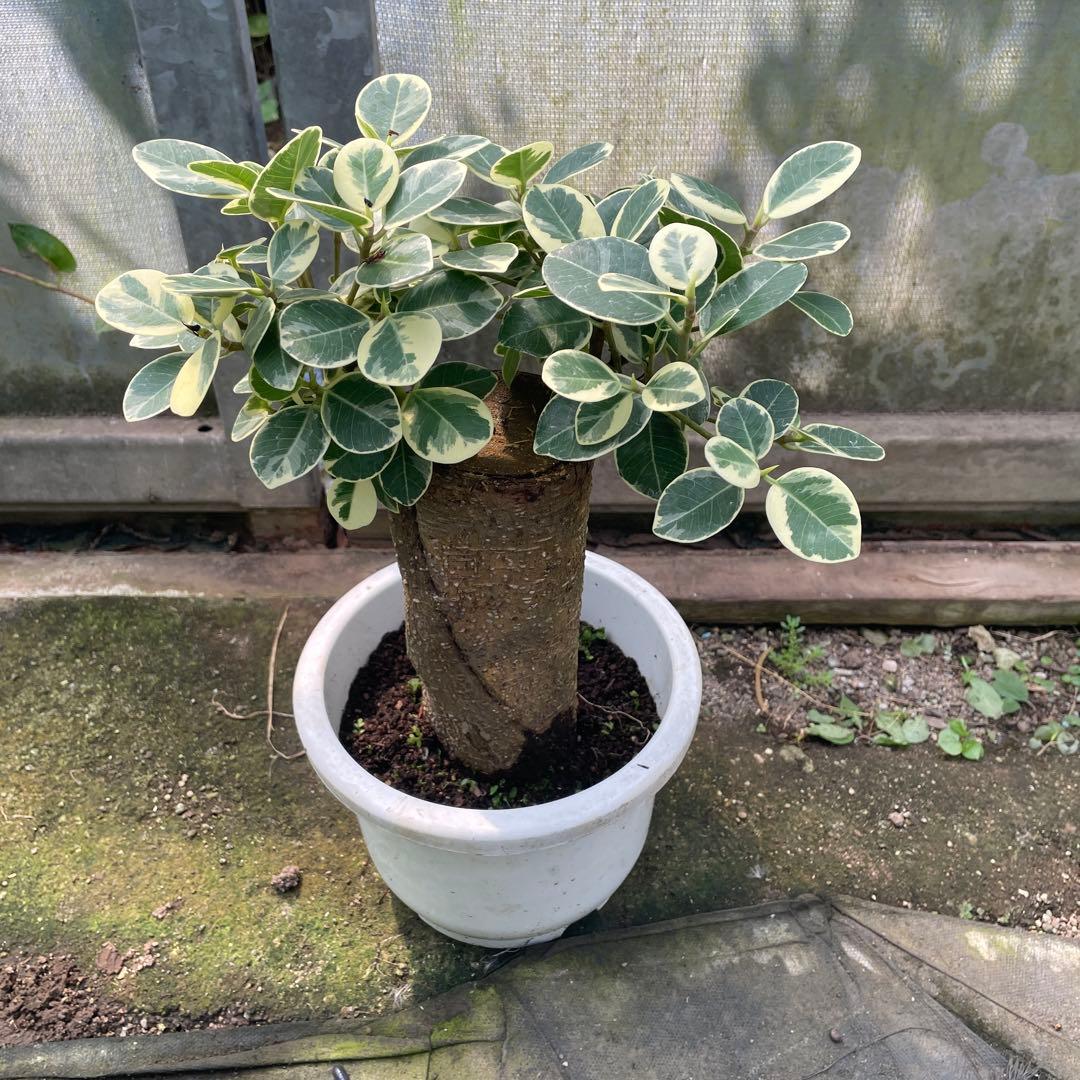 パンダガジュマル　斑入り　希少　７号　リン鉢