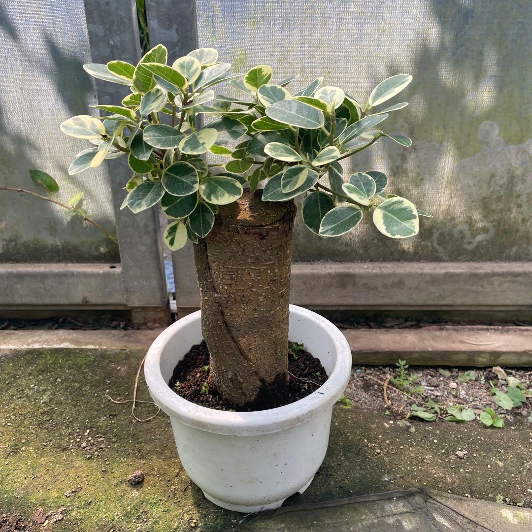 パンダガジュマル　斑入り　希少　７号　リン鉢