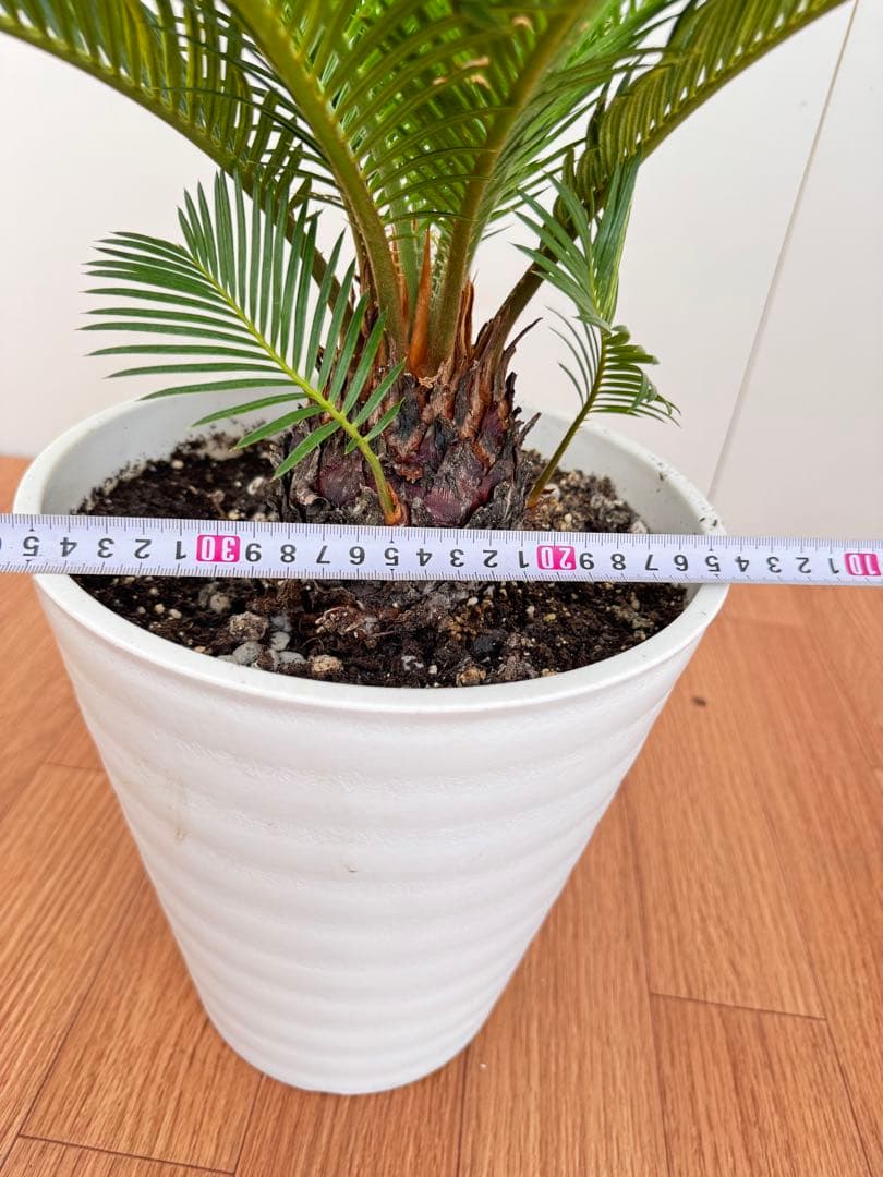 斑入り ソテツ 蘇轍 5の通販｜www.k4fashion.com