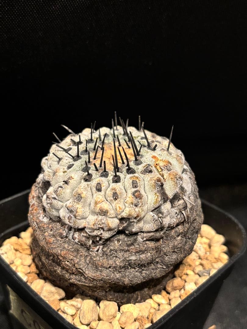 発根済み 孤竜丸 コピアポア コルムナアルバ