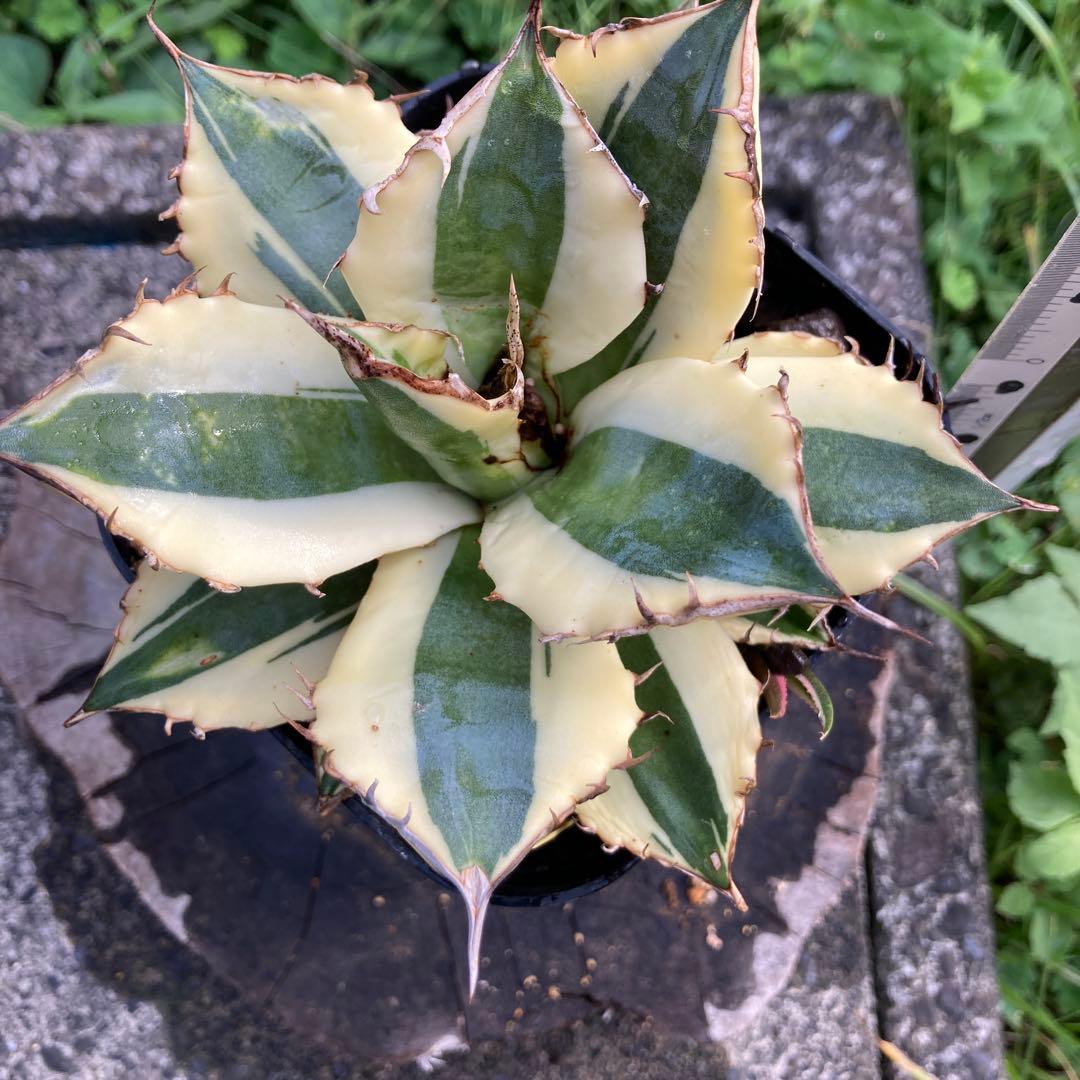 アガベ　スナグルトゥース　子株つき苗