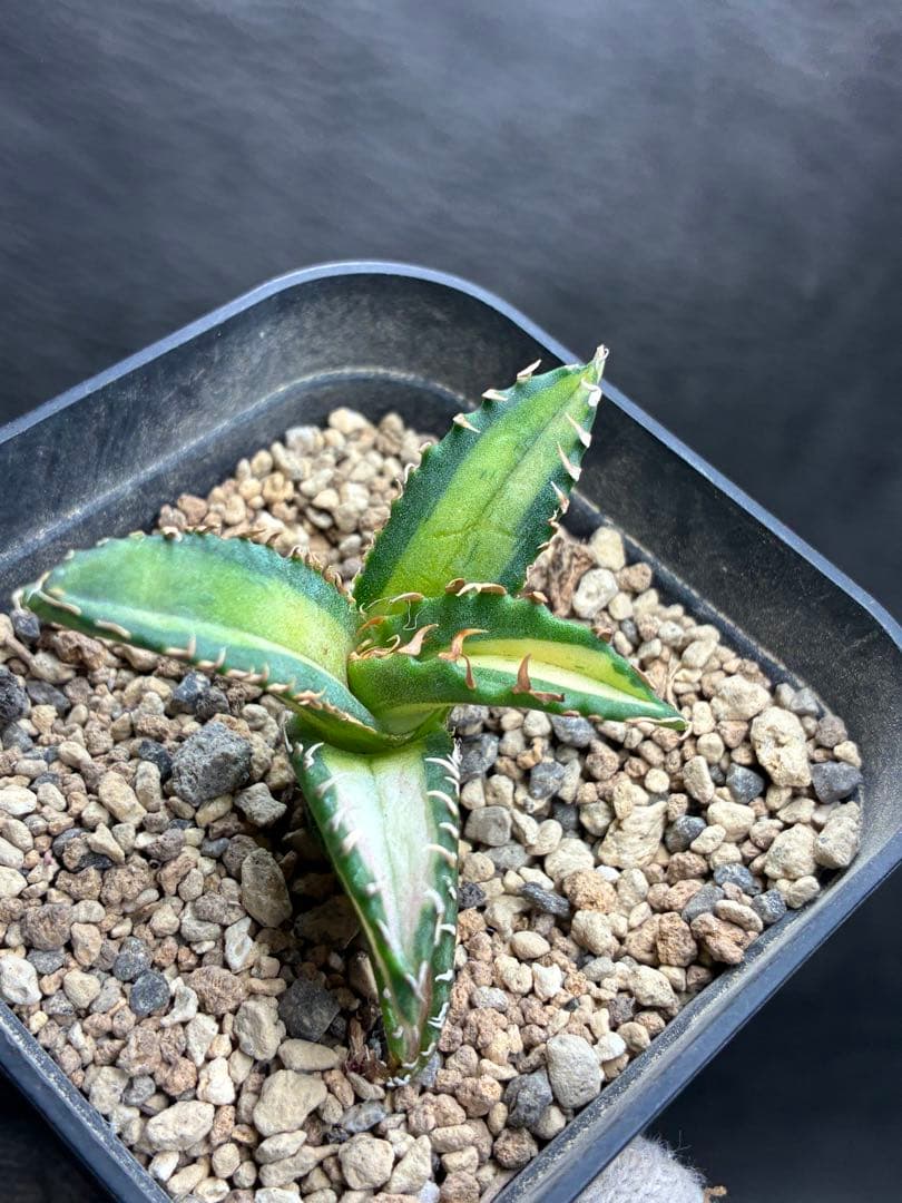 アガベ チタノタ 老白鯨中斑錦 強白棘 極上株 コレクション株 - メルカリ