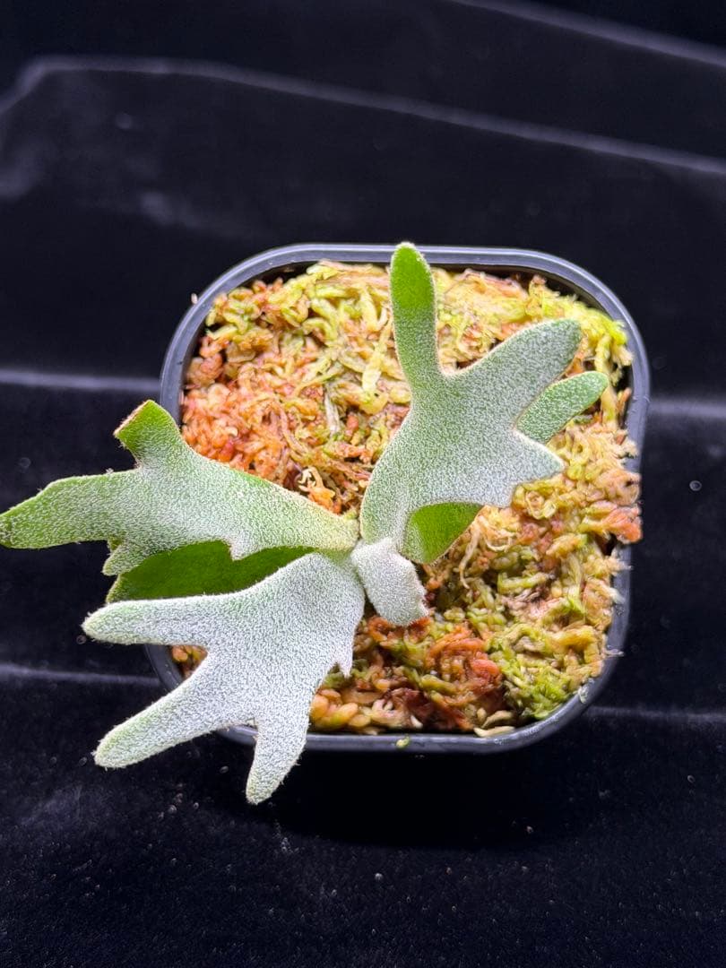 p.snow elf OC (from smurf dwarf spore) - メルカリ