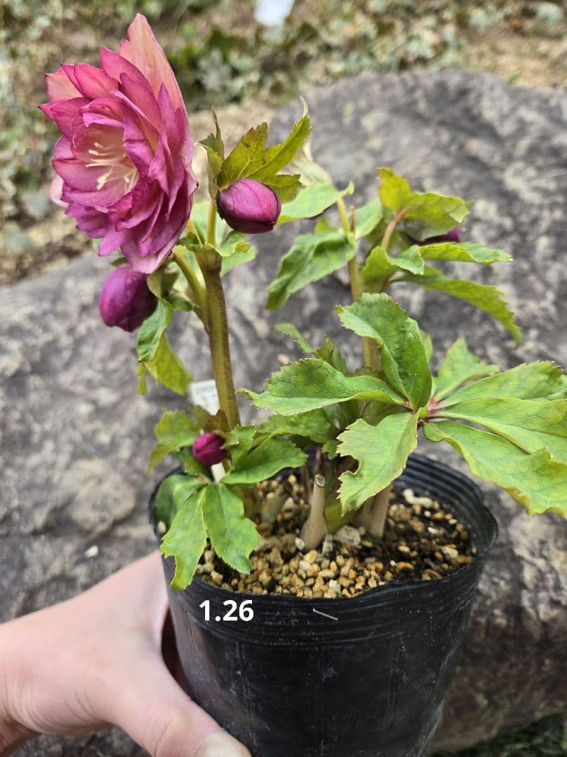 未株分　クリスマスローズ　多弁　ライト　ピンクゴールド　加藤農園