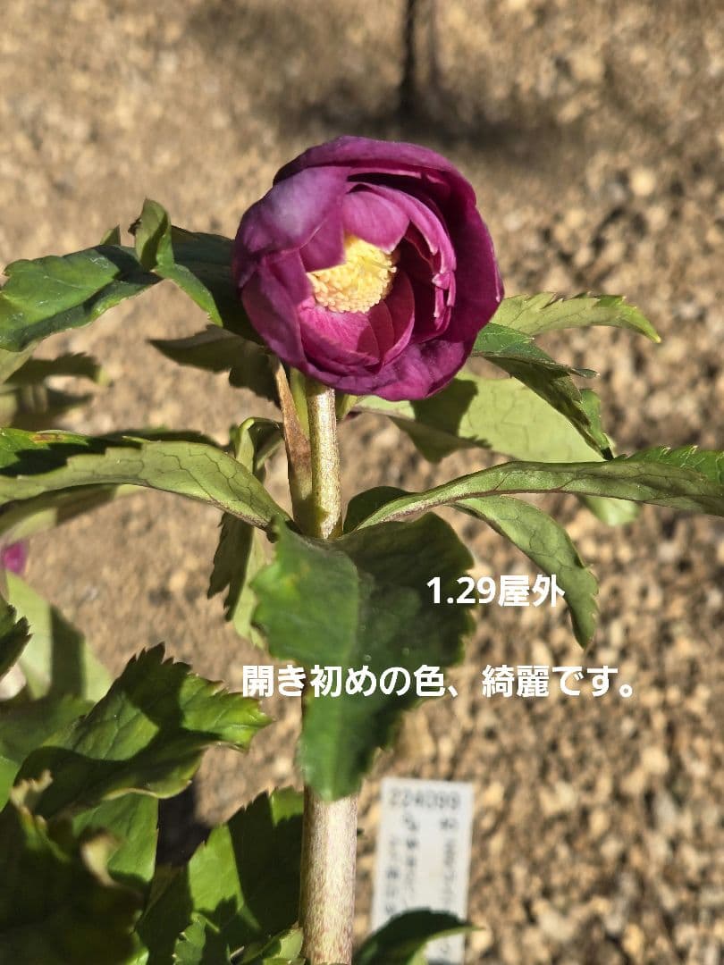 未株分　クリスマスローズ　多弁　ライト　ピンクゴールド　加藤農園