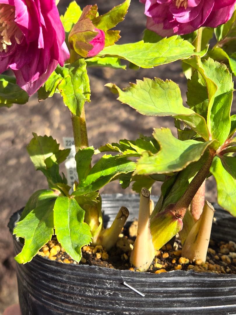 未株分　クリスマスローズ　多弁　ライト　ピンクゴールド　加藤農園