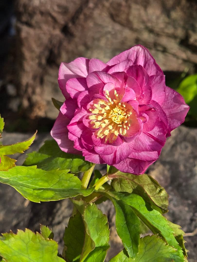 未株分　クリスマスローズ　多弁　ライト　ピンクゴールド　加藤農園