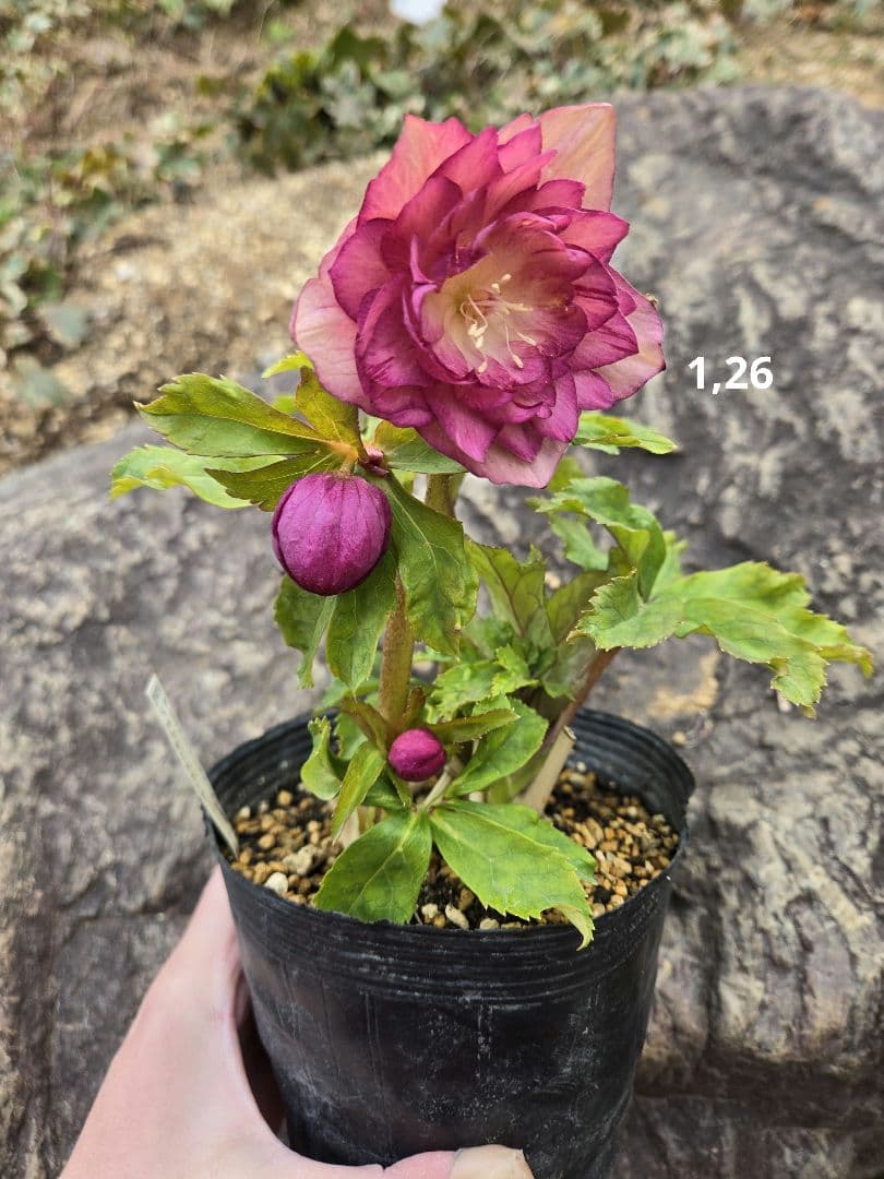 未株分　クリスマスローズ　多弁　ライト　ピンクゴールド　加藤農園