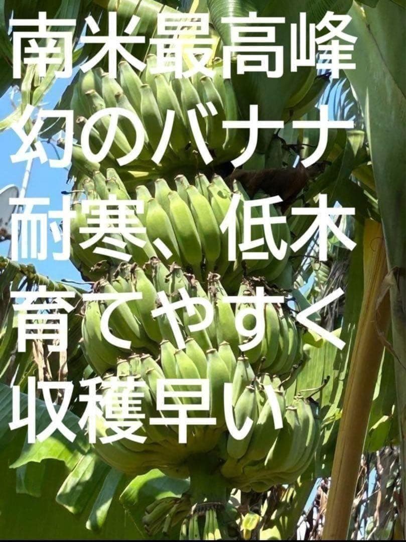 篠塚昭雄さま。5苗セット◆幻の、ゴールデンブラジル◆甘いです。耐寒強く栽培容易