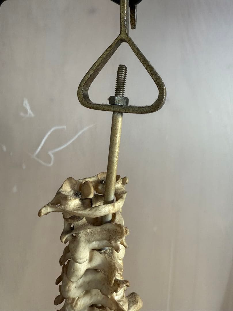 脊椎骨標本 スタンド付き