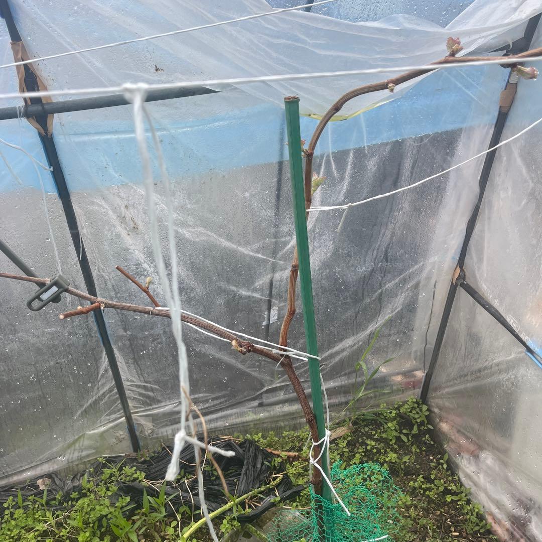 シャインマスカット　特大　4年