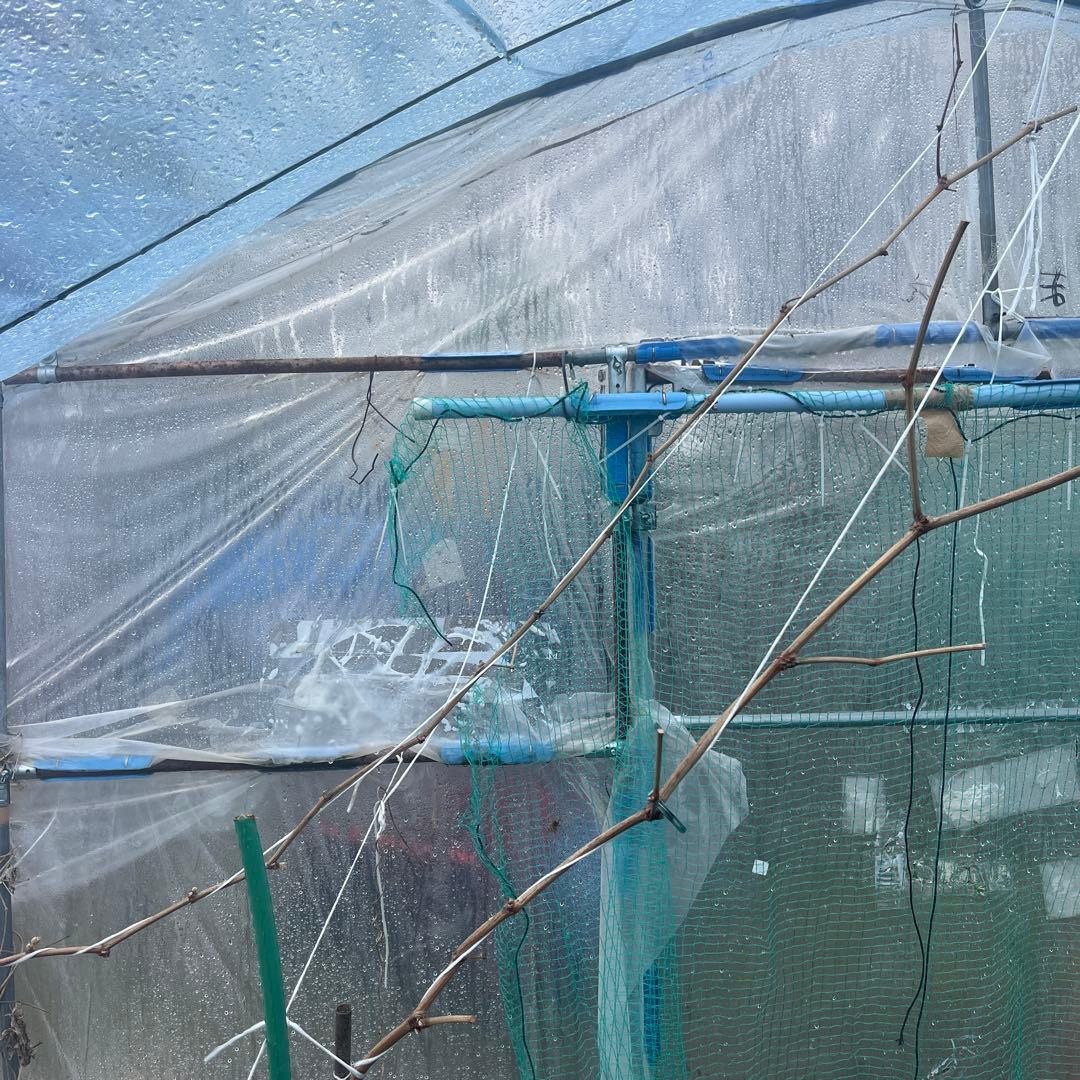 シャインマスカット　特大　4年