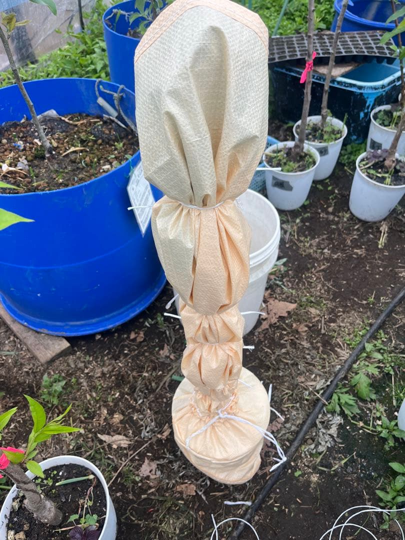 シャインマスカット　特大　4年