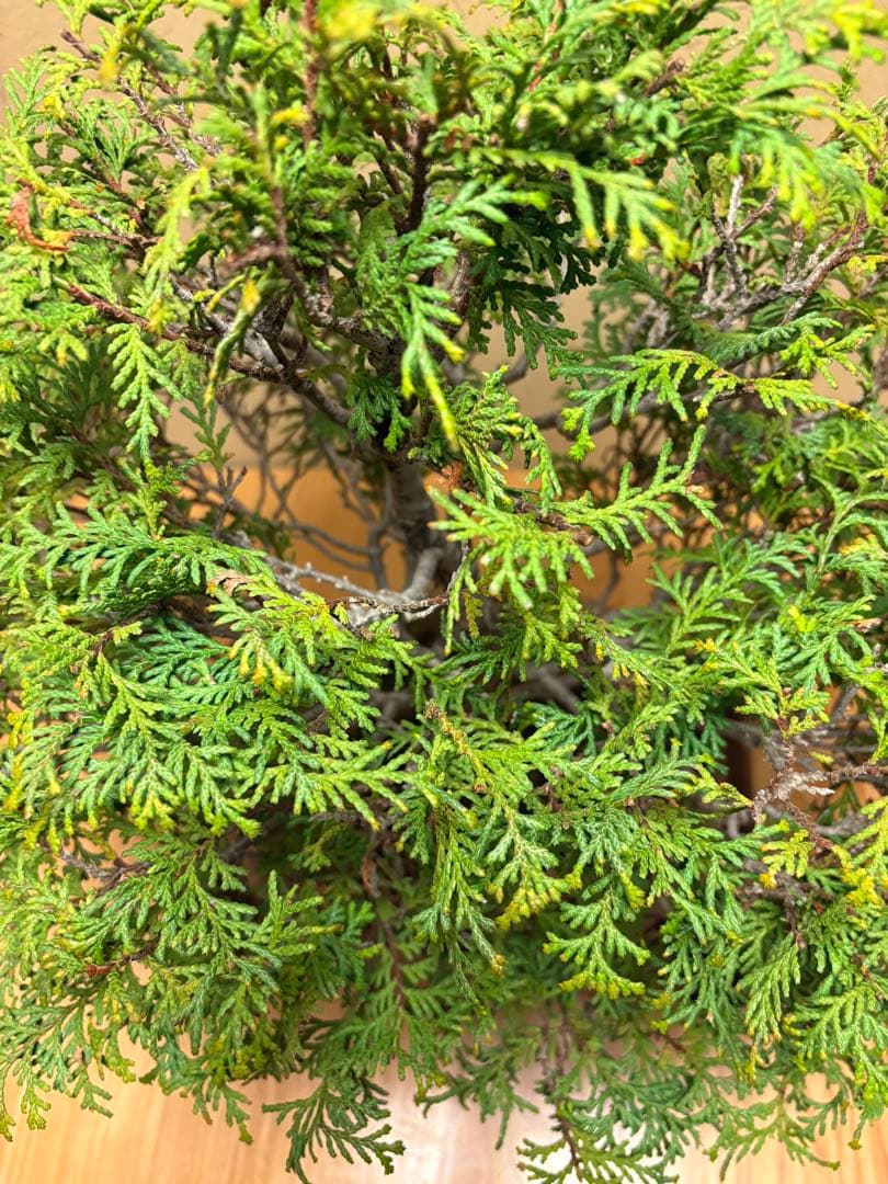 ヒノキ盆栽❗️フォロワー様170人記念！値下げ‼️黒松盆栽真柏盆栽