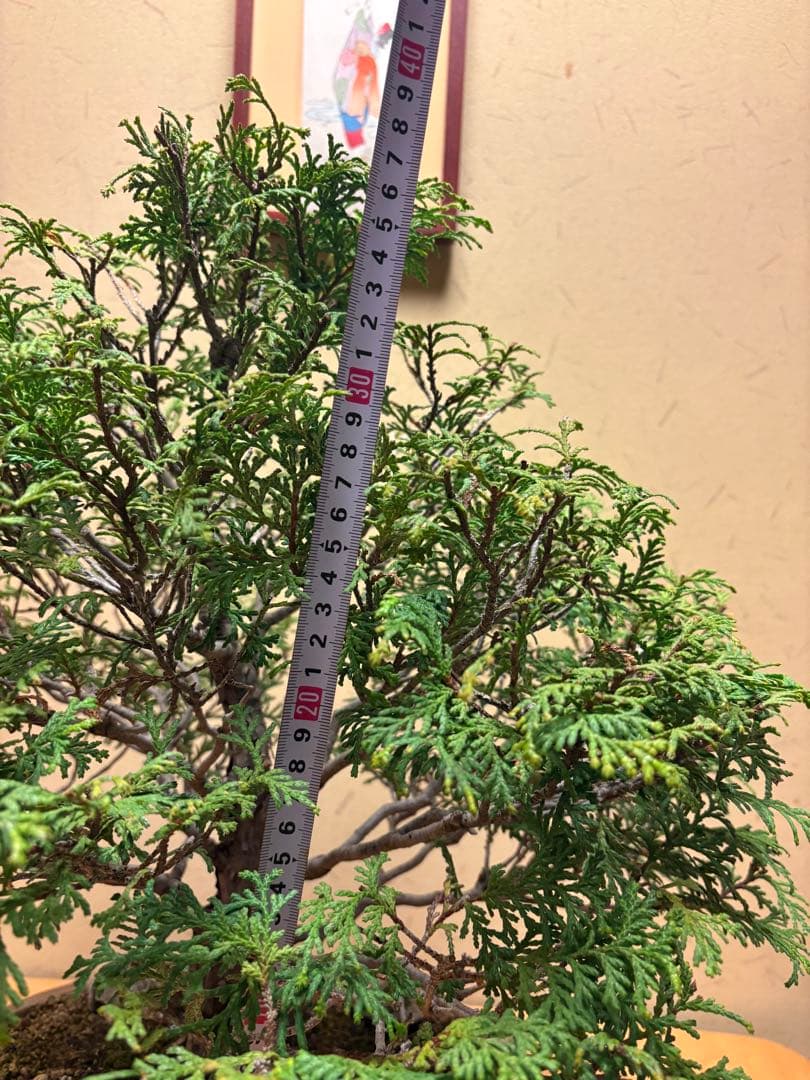 ヒノキ盆栽❗️フォロワー様170人記念！値下げ‼️黒松盆栽真柏盆栽