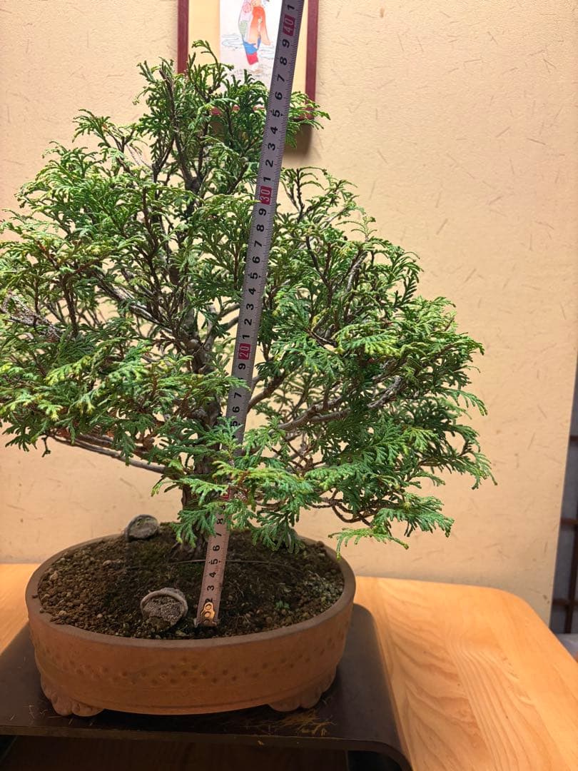 ヒノキ盆栽❗️フォロワー様170人記念！値下げ‼️黒松盆栽真柏盆栽