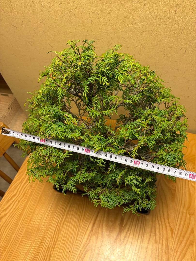 ヒノキ盆栽❗️フォロワー様170人記念！値下げ‼️黒松盆栽真柏盆栽