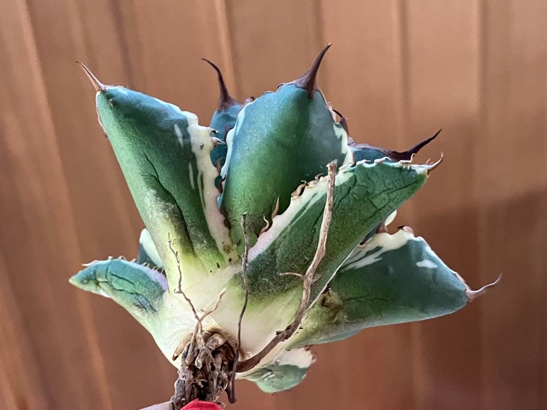 J*o様 【週末オークション】特選　サイズ大　アガべ　姫厳竜錦　覆輪斑　TC 永