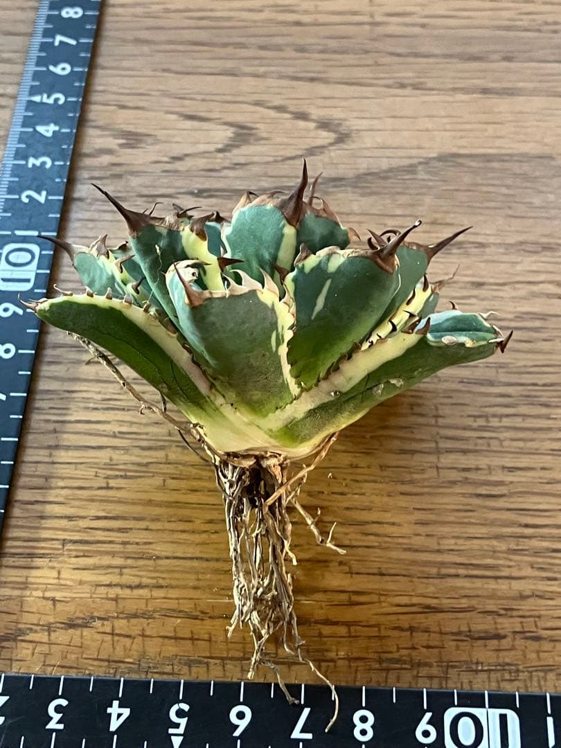 J*o様 【週末オークション】特選　サイズ大　アガべ　姫厳竜錦　覆輪斑　TC 永