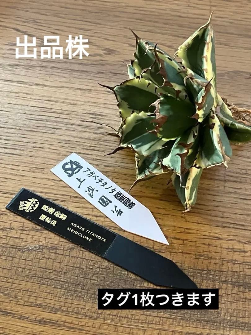 J*o様 【週末オークション】特選　サイズ大　アガべ　姫厳竜錦　覆輪斑　TC 永