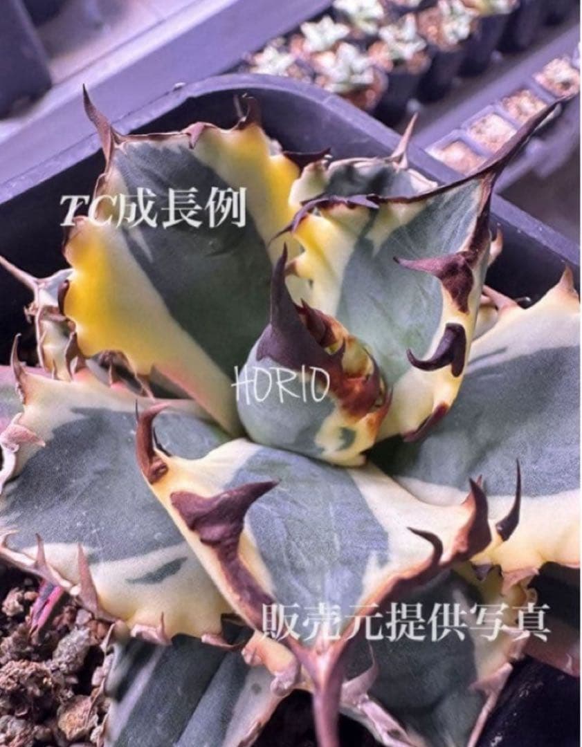 J*o様 【週末オークション】特選　サイズ大　アガべ　姫厳竜錦　覆輪斑　TC 永