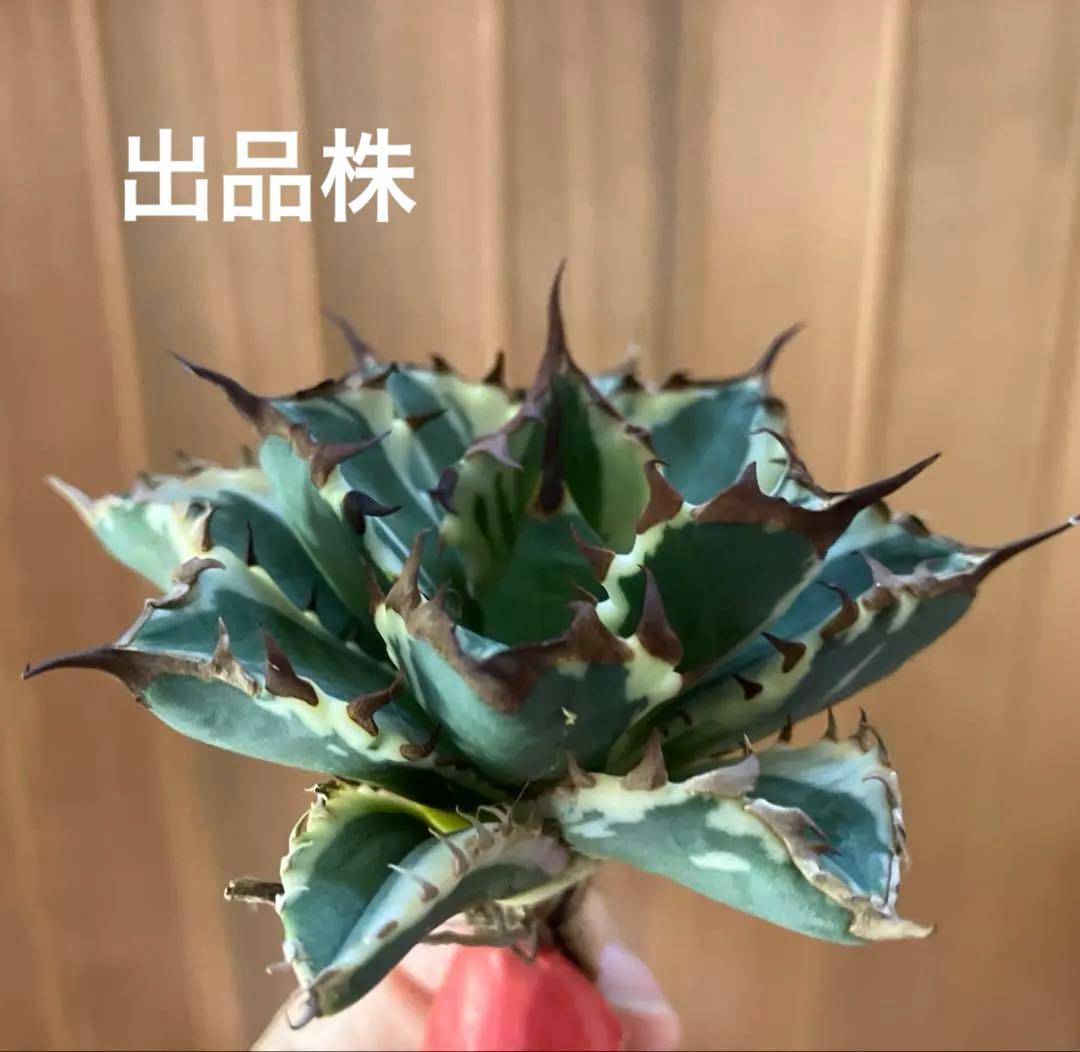 J*o様 【週末オークション】特選　サイズ大　アガべ　姫厳竜錦　覆輪斑　TC 永