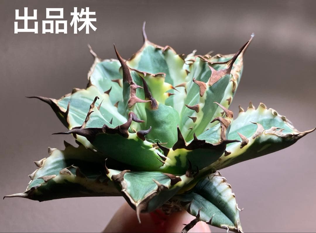 J*o様 【週末オークション】特選　サイズ大　アガべ　姫厳竜錦　覆輪斑　TC 永