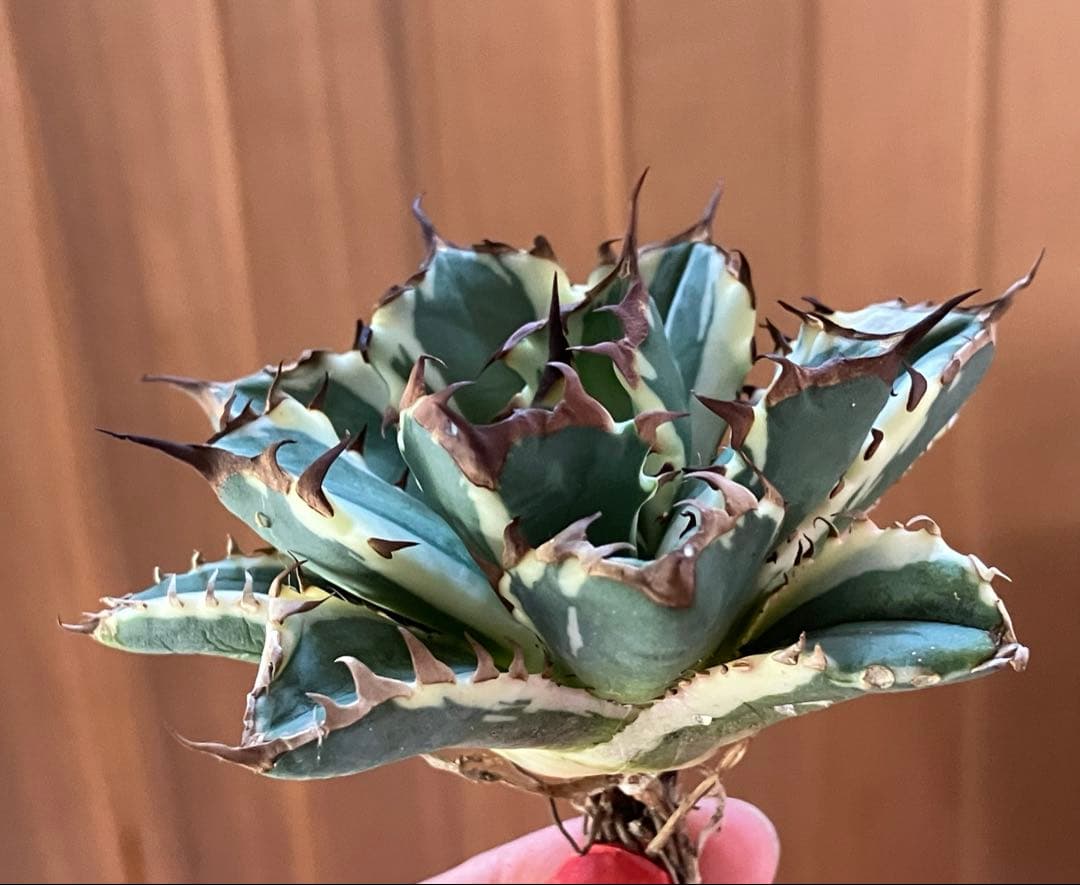 J*o様 【週末オークション】特選　サイズ大　アガべ　姫厳竜錦　覆輪斑　TC 永