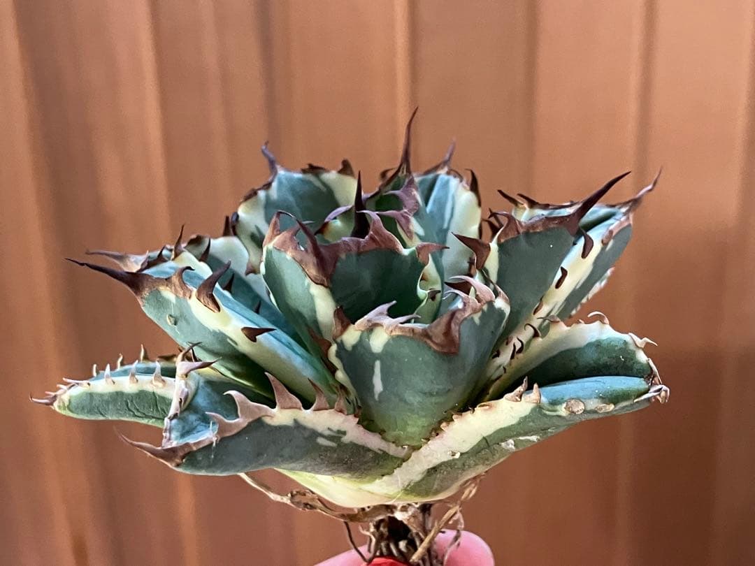 J*o様 【週末オークション】特選　サイズ大　アガべ　姫厳竜錦　覆輪斑　TC 永