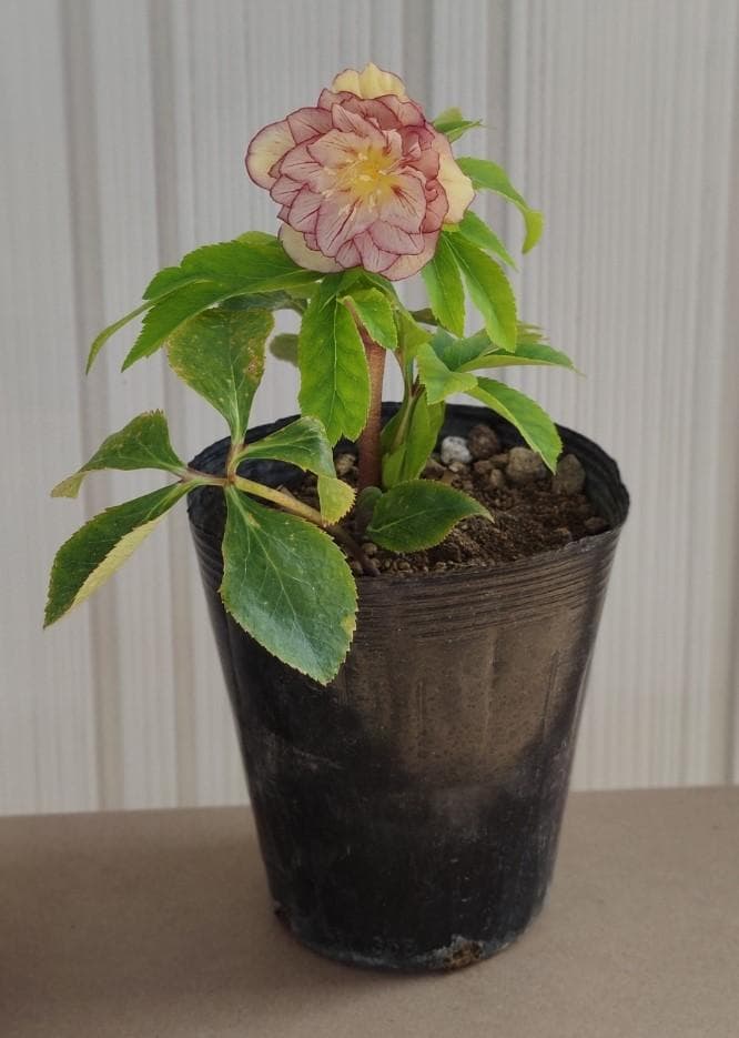 クリスマスローズ バイカラーベインピコティオーレア ソレイユおまけ