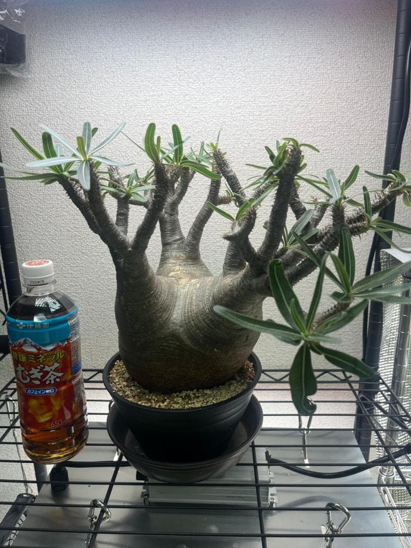 パキポディウム グラキリス 現地株 L