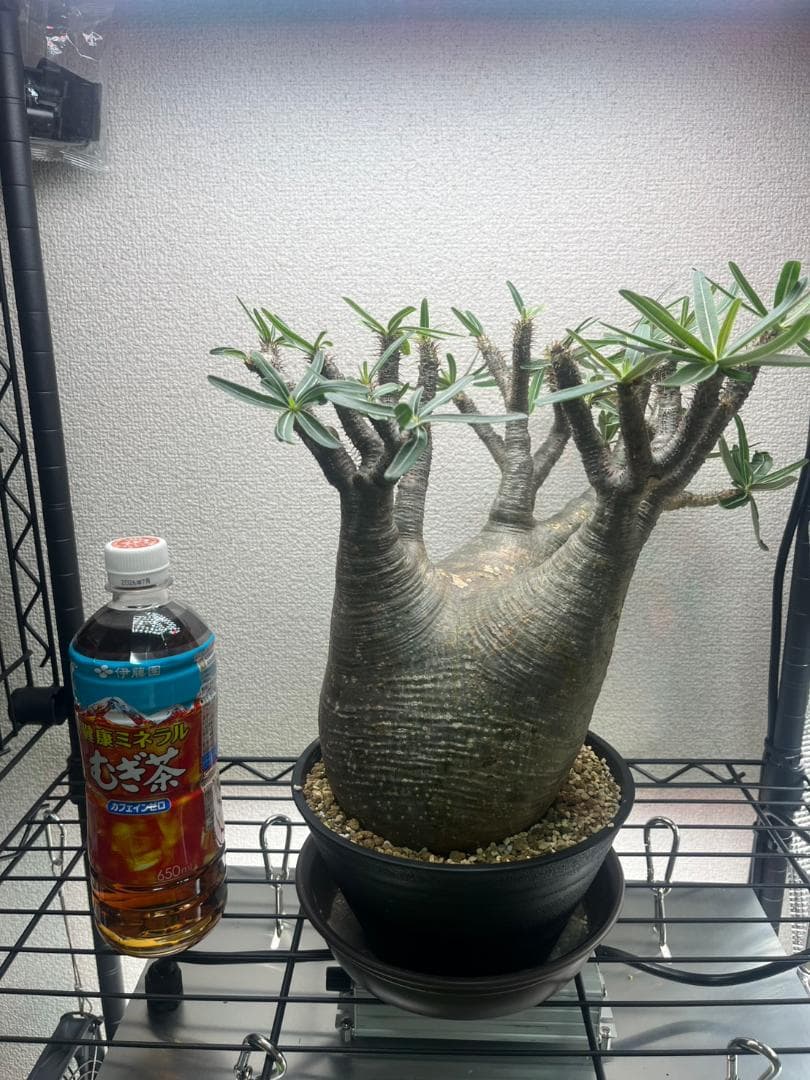 パキポディウム グラキリス 現地株 L