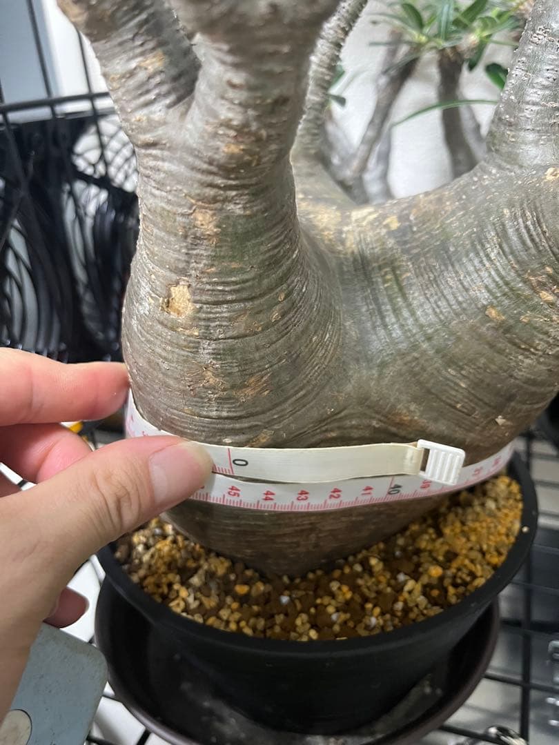 パキポディウム グラキリス 現地株 L