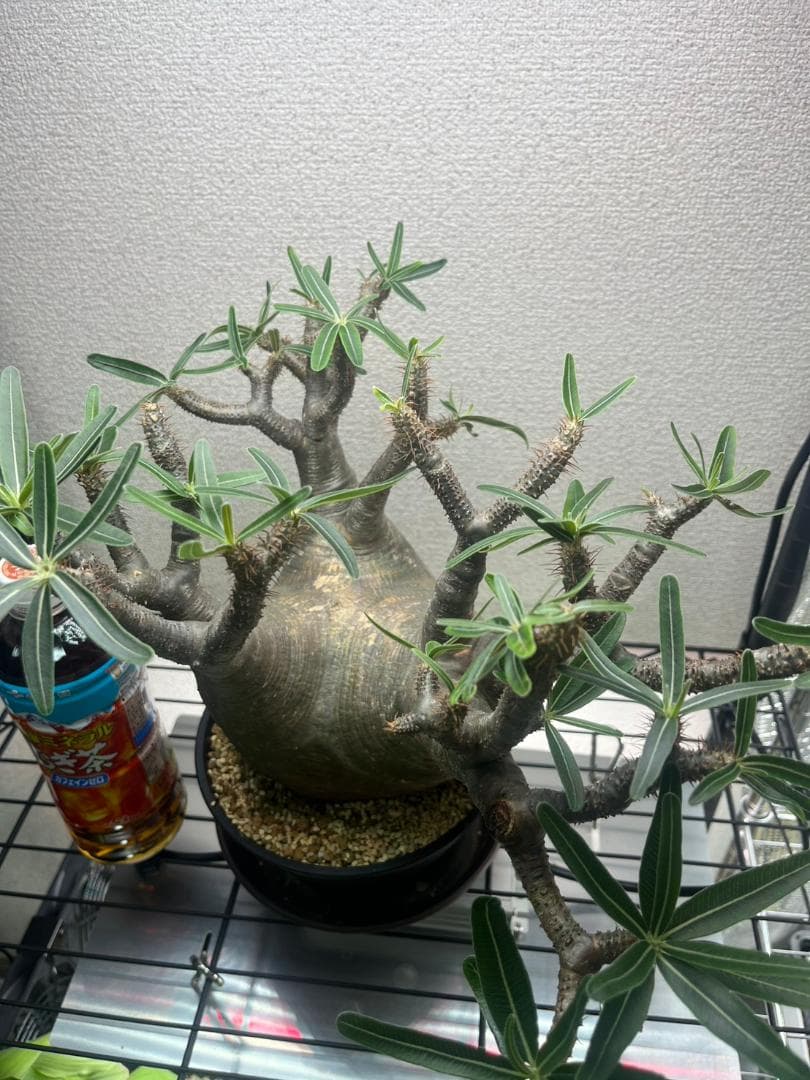 パキポディウム グラキリス 現地株 L