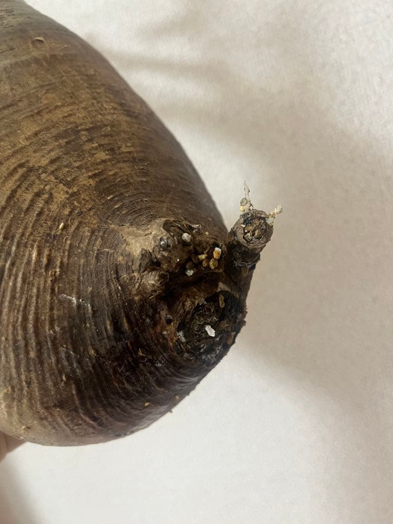 パキポディウム グラキリス 現地株 L