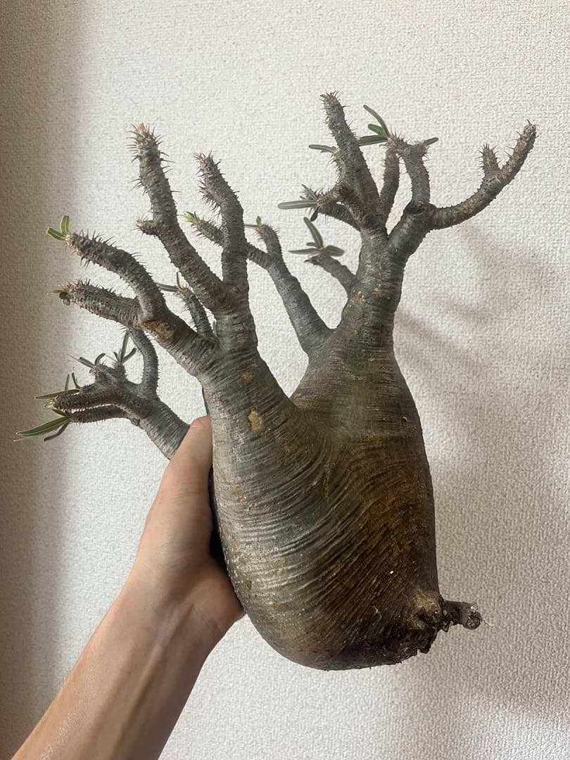 パキポディウム グラキリス 現地株 L