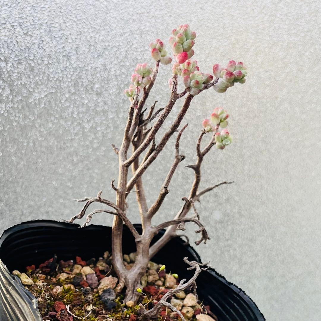 ◇ 15【現品 根本からカット】セダム「木立性ブレビフォリウム」3年生株