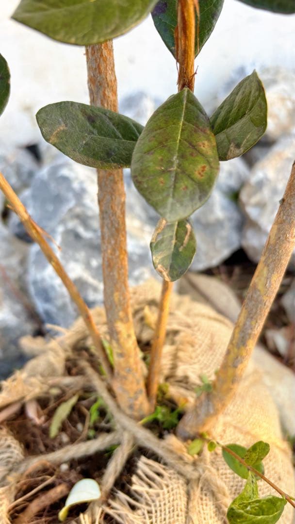 超逸品。フェイジョア株立ち1.7M(鉢底から)品番F - メルカリ